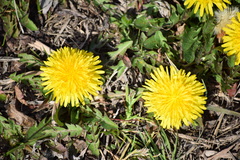 Taraxacum officinale