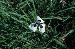 Moraea aristata