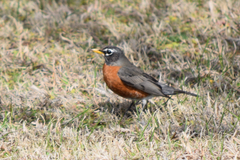 Turdus migratorius