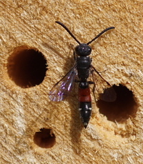 Sapyga quinquepunctata