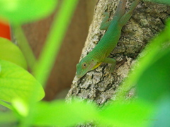 Anolis grahami