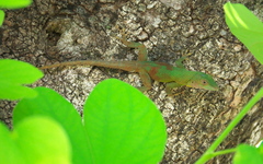 Anolis grahami