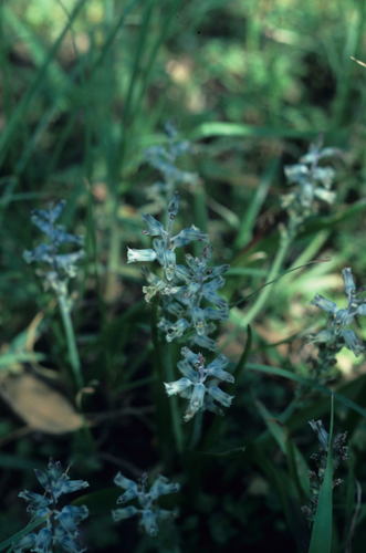 Image of Lachenalia mediana by (c) Tom Lloyd Evans, some rights reserved (CC BY-SA)