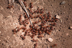 Pogonomyrmex barbatus