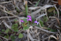 Lamium amplexicaule
