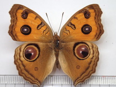 Junonia almana almana