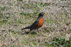 Turdus migratorius