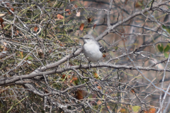 Mimus polyglottos