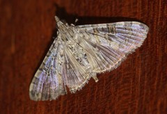 Dysallacta negatalis