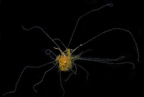 Timarete punctata observed 2017-05-22