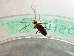 Dendroides ephemeroides