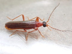 Dendroides ephemeroides