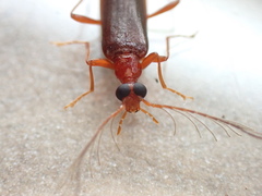 Dendroides ephemeroides