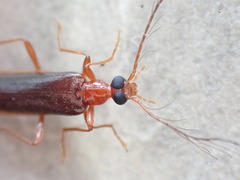Dendroides ephemeroides