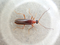 Dendroides ephemeroides
