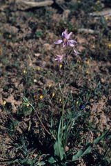 Cyanella orchidiformis