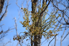 Phoradendron leucarpum