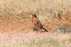 Turdus migratorius