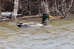 Anas platyrhynchos