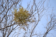 Phoradendron leucarpum