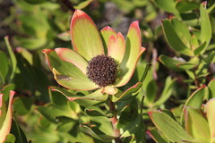 Leucadendron strobilinum