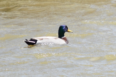 Anas platyrhynchos