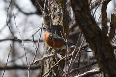 Turdus migratorius
