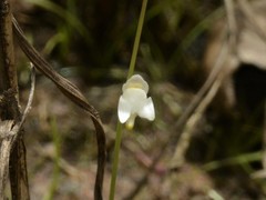 Utricularia limosa