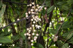 Calophyllum inophyllum