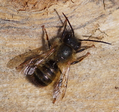 Osmia bicornis