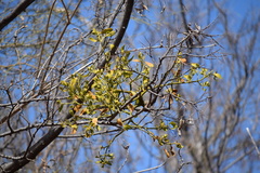 Phoradendron leucarpum