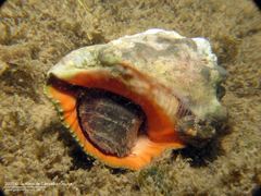 Gastropoda