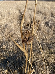 Eryngium yuccifolium