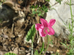 Convolvulus althaeoides tenuissimus