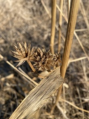Eryngium yuccifolium
