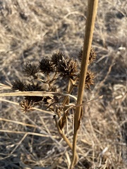 Eryngium yuccifolium