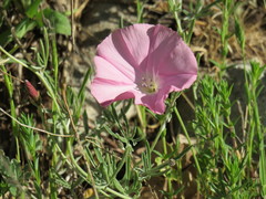 Convolvulus althaeoides tenuissimus
