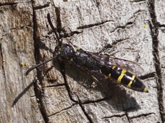 Monosapyga clavicornis