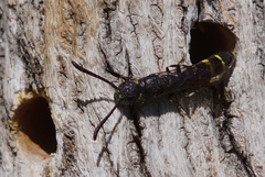 Monosapyga clavicornis