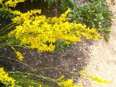 Solidago gracillima