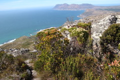 Leucadendron strobilinum