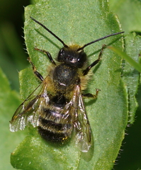 Osmia bicornis