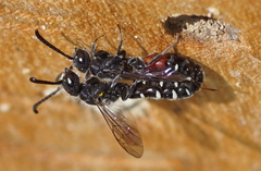 Sapyga quinquepunctata