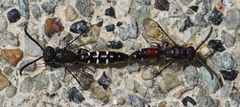 Sapyga quinquepunctata