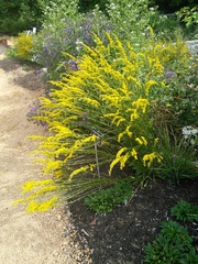 Solidago gracillima