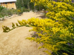 Solidago gracillima