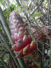 Costus zamoranus