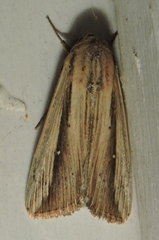 Leucania stenographa