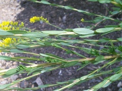 Solidago gracillima