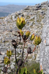 Leucadendron strobilinum